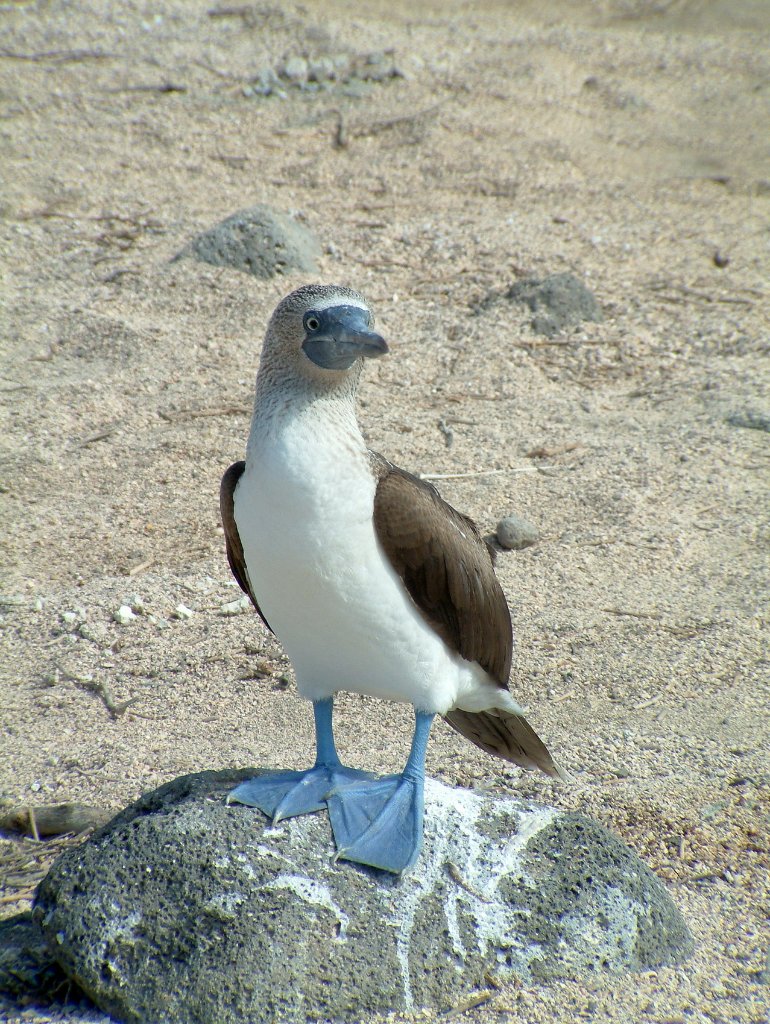 09-Blue-footed Booby.jpg - Blue-footed Booby